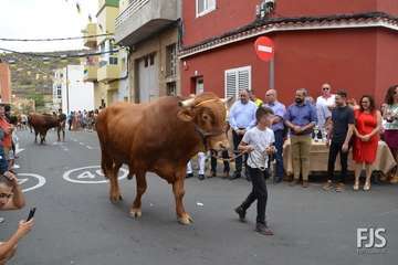 Misa, desfile del ganado y procesión religiosa en el Valle de los Nueve de Telde (Foto Francisco Javier Santana)